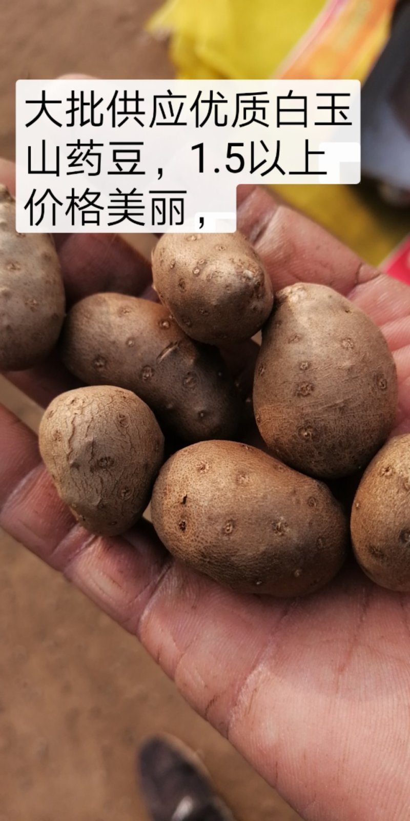 青州原产地白玉山药豆批发零售规格齐全价格合理欢迎来电咨询