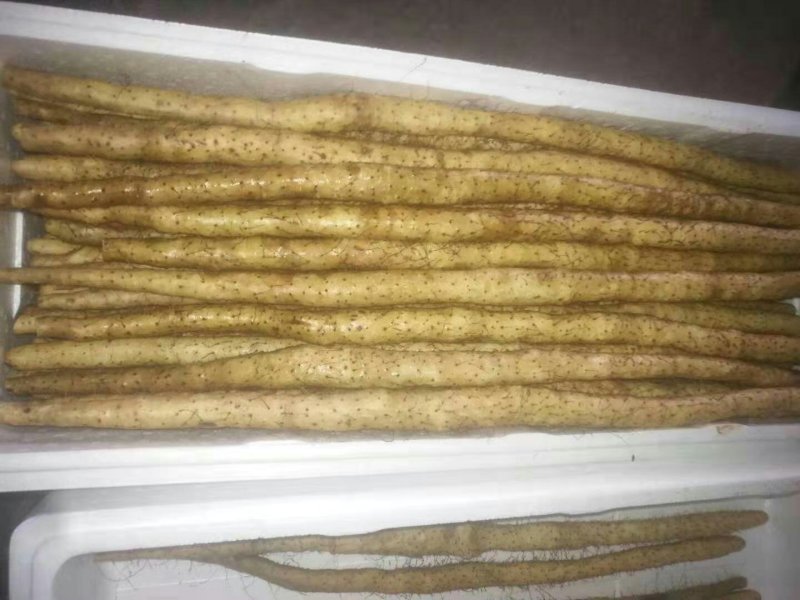 河北精品山药，品质保证，产地直销，价格实惠，规格齐全