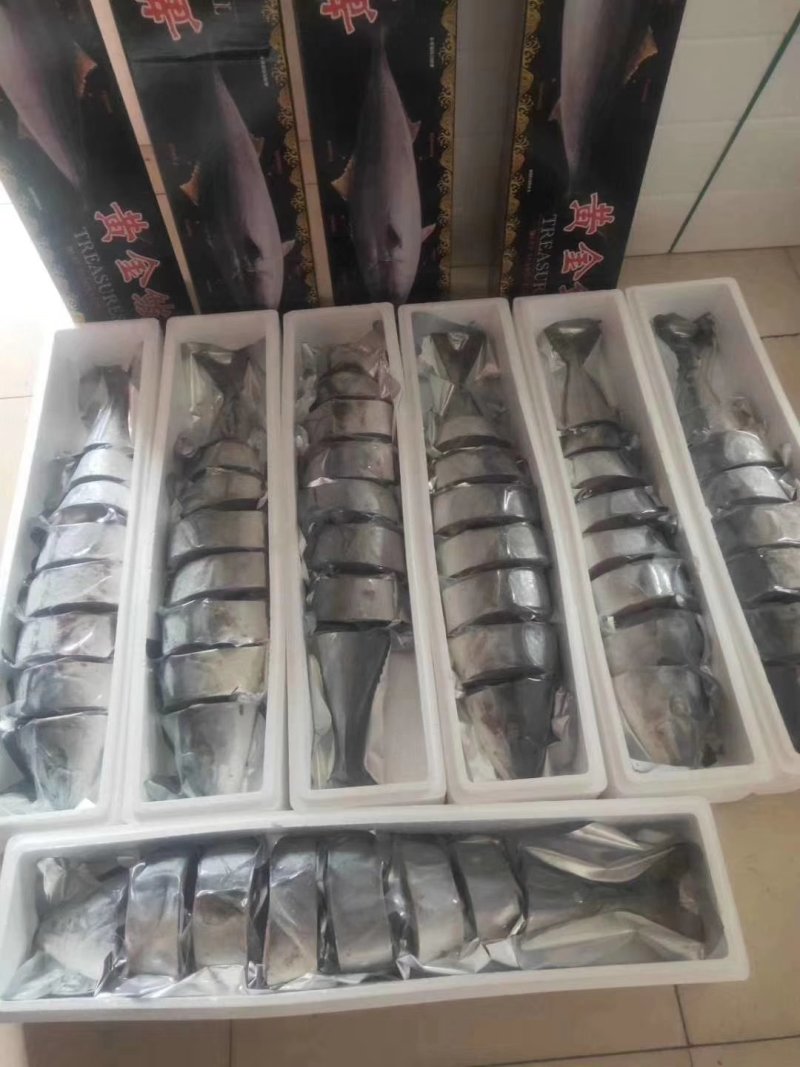 黄金鲅鱼，鲜活速冻，12到20斤，品种齐全量大更优惠