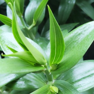 盆栽百合花