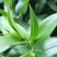 盆栽百合花