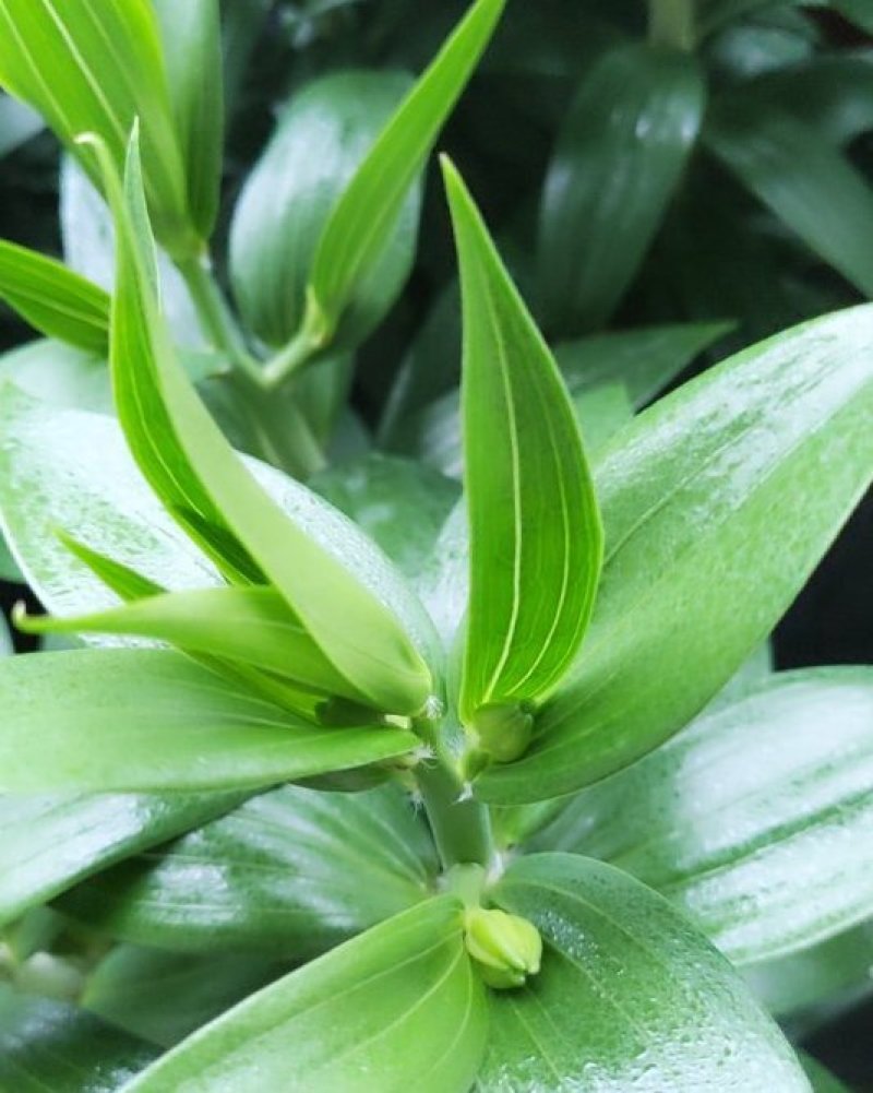 盆栽百合花