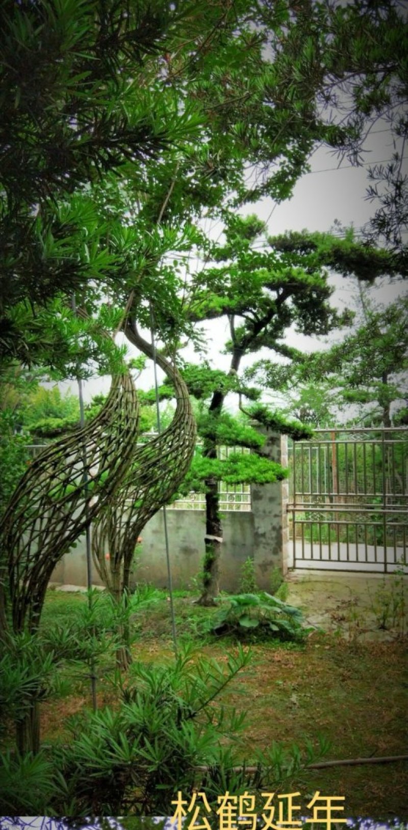 紫薇紫薇编艺仙鹤编艺大量供应紫薇编艺