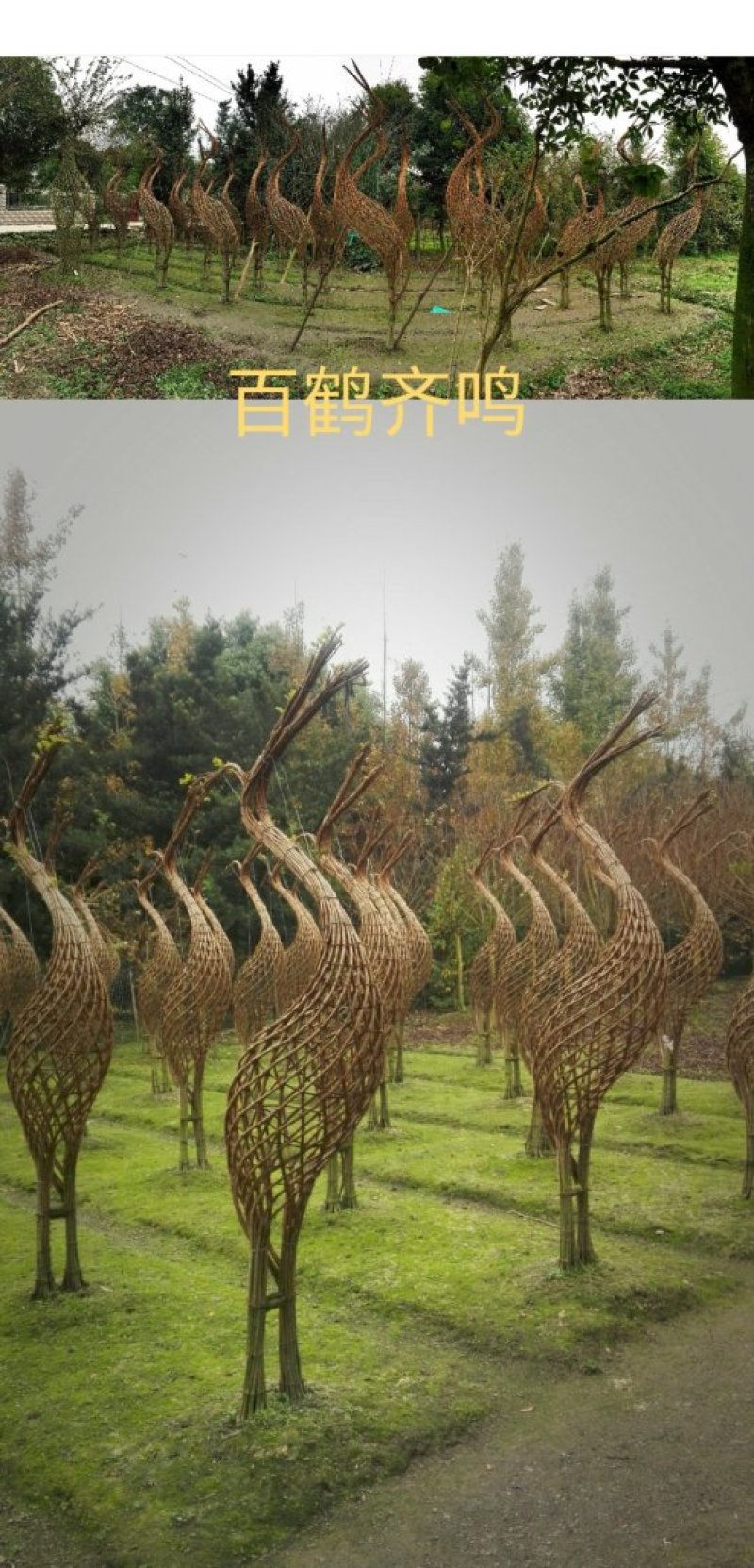 紫薇紫薇编艺仙鹤编艺大量供应紫薇编艺
