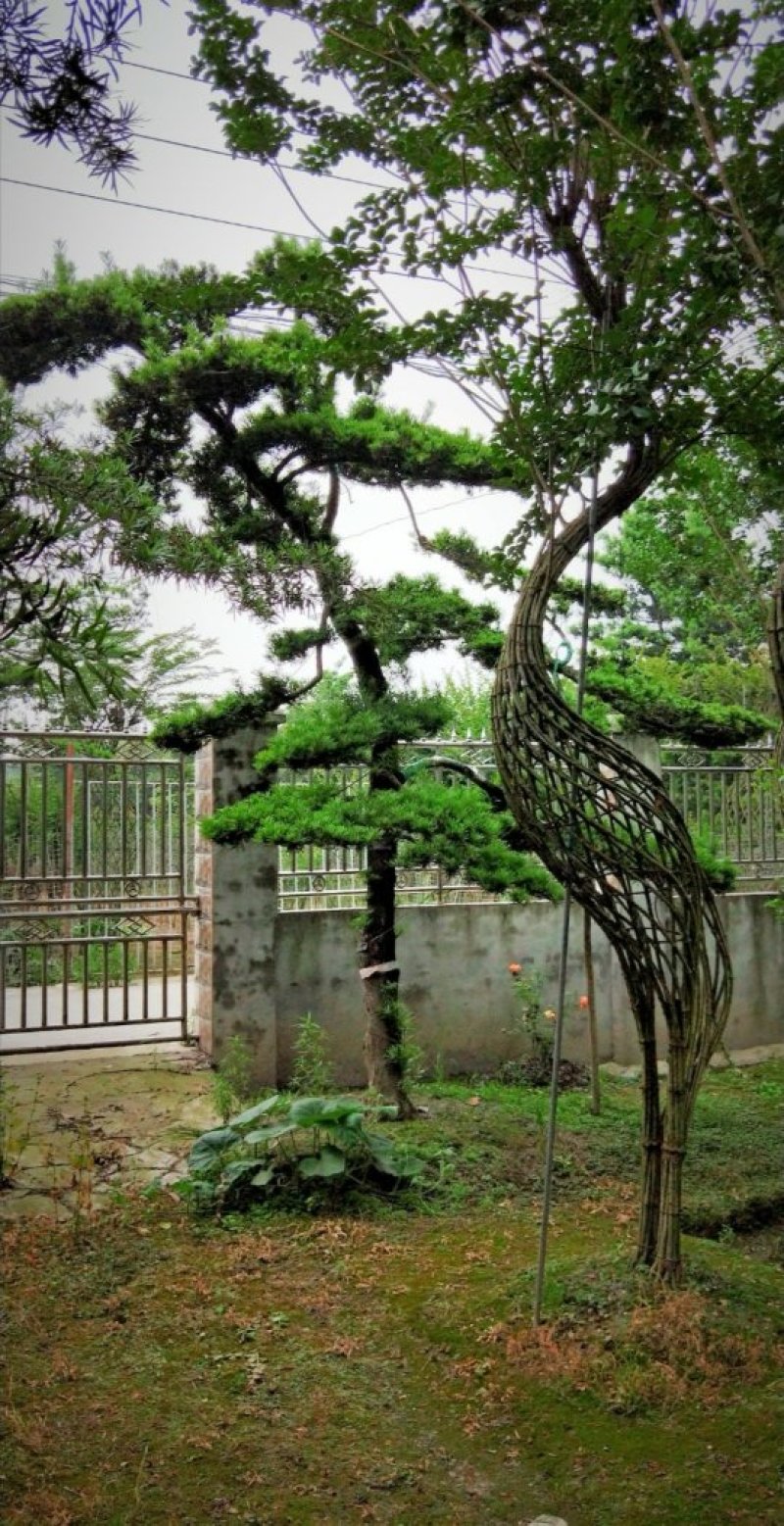 紫薇紫薇编艺仙鹤编艺大量供应紫薇编艺