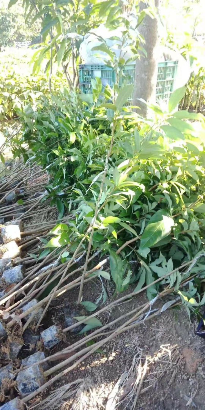 广东妃子笑荔枝苗桂味荔枝苗2年苗高50公分不包邮