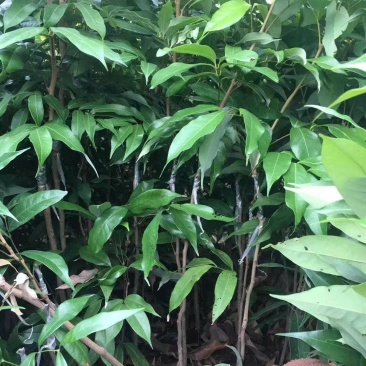 广东妃子笑荔枝苗桂味荔枝苗2年苗高50公分不包邮