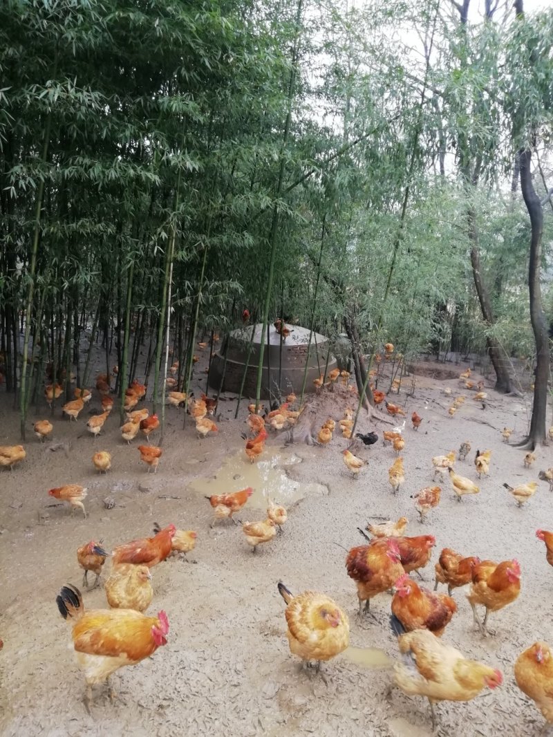 散养茶园苏北草鸡满山跑鸡