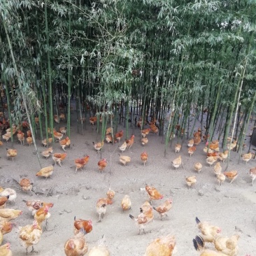 散养茶园苏北草鸡满山跑鸡