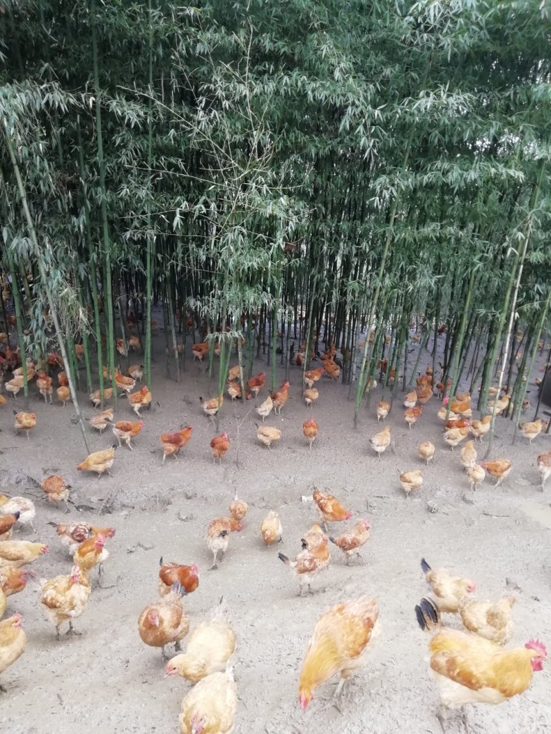 散养茶园苏北草鸡满山跑鸡
