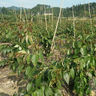 两年钩藤苗，自己移栽苗货源充足