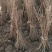樱花苗樱花树苗嫁接樱花苗日本樱花早樱晚樱小苗盆栽庭院绿化