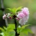 樱花苗樱花树苗嫁接樱花苗日本樱花早樱晚樱小苗盆栽庭院绿化