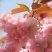 樱花苗樱花树苗嫁接樱花苗日本樱花早樱晚樱小苗盆栽庭院绿化