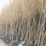 樱花苗樱花树苗嫁接樱花苗日本樱花早樱晚樱小苗盆栽庭院绿化