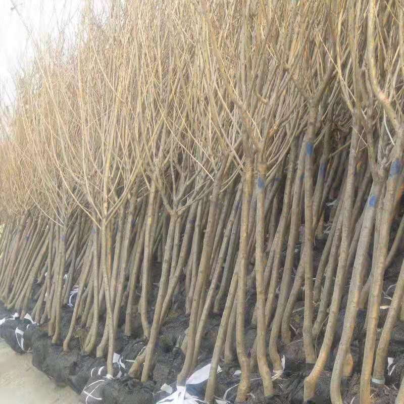 樱花苗樱花树苗嫁接樱花苗日本樱花早樱晚樱小苗盆栽庭院绿化