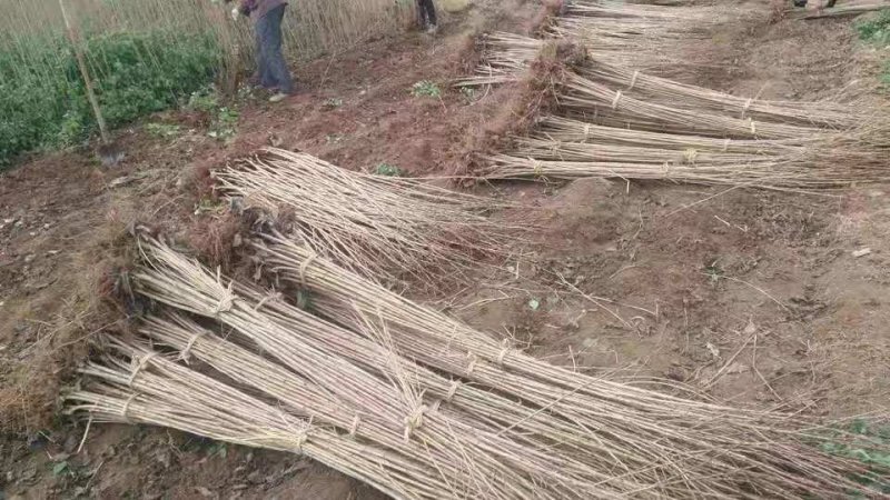 樱花苗樱花树苗嫁接樱花苗日本樱花早樱晚樱小苗盆栽庭院绿化