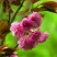 樱花苗樱花树苗嫁接樱花苗日本樱花早樱晚樱小苗盆栽庭院绿化