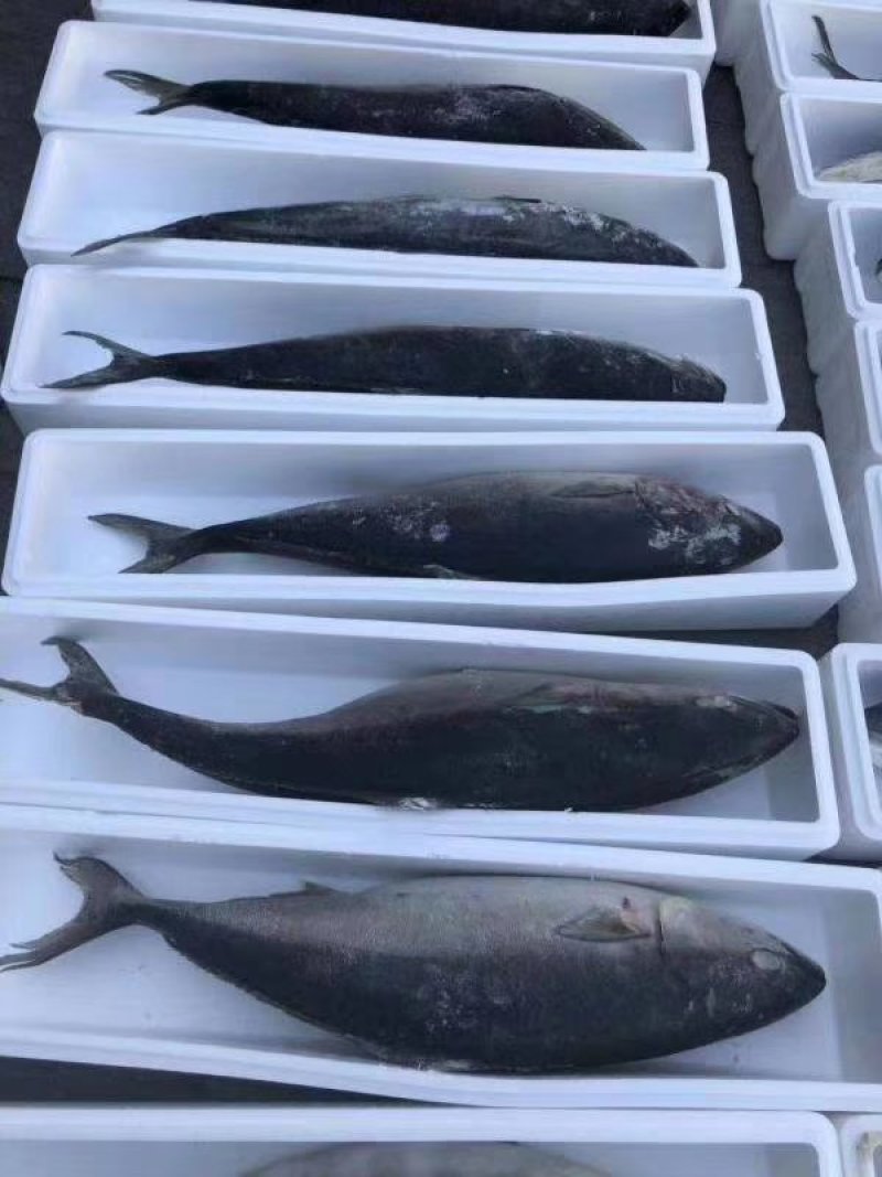 精品特级黄金鲅大鲅鱼冻品精品礼盒质量有保证批发深海特产