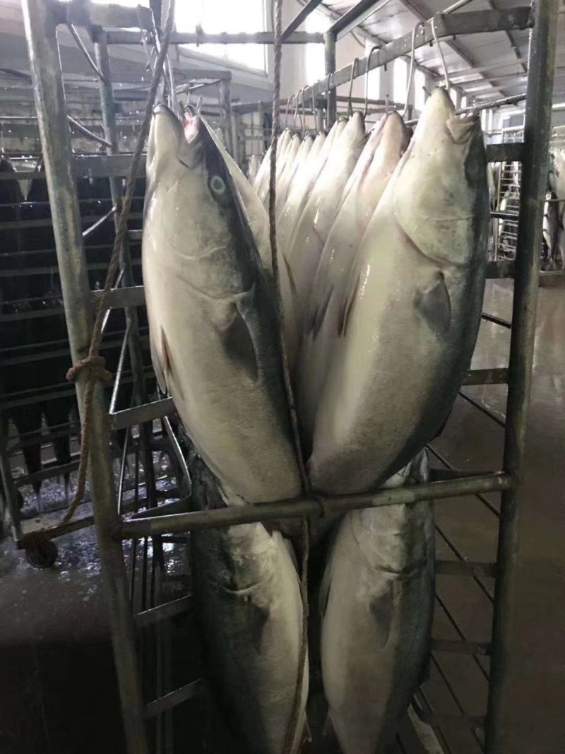 精品特级黄金鲅大鲅鱼冻品精品礼盒质量有保证批发深海特产