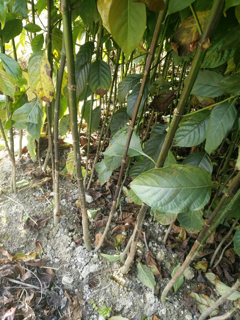 两年钩藤苗移栽苗，货源充足