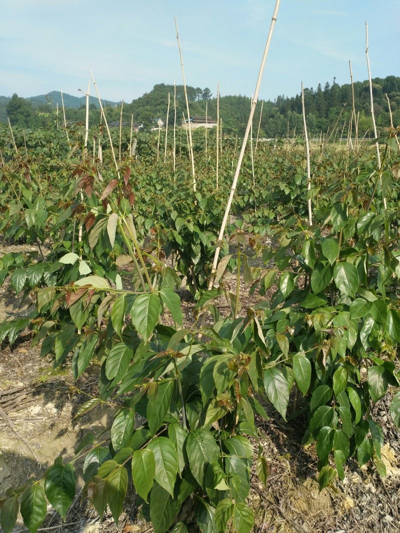 两年钩藤苗移栽苗，货源充足