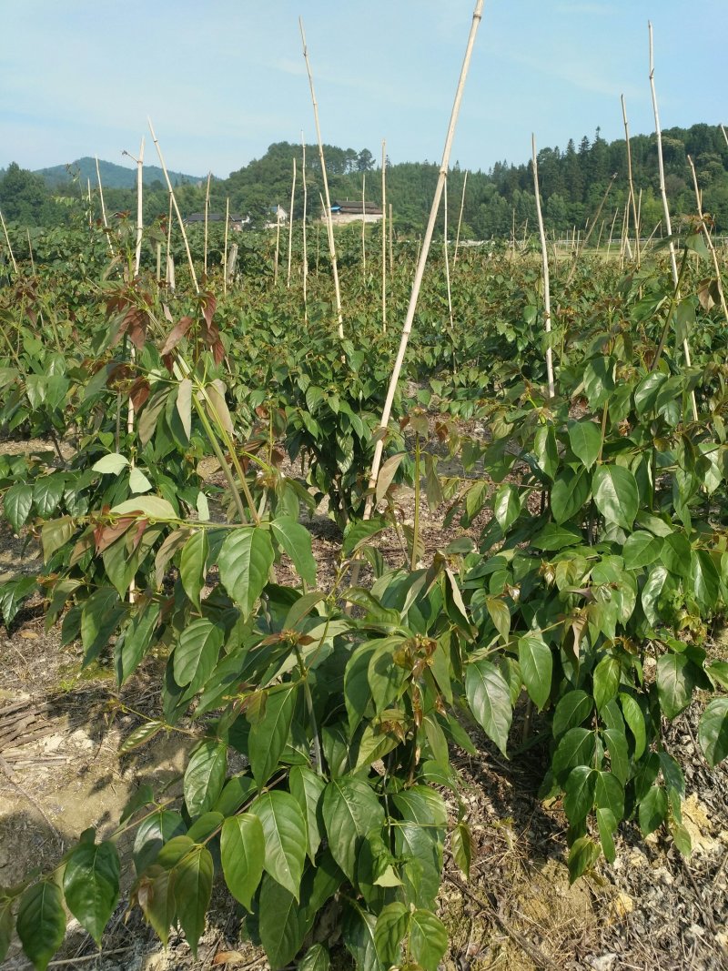 两年钩藤苗移栽苗，货源充足