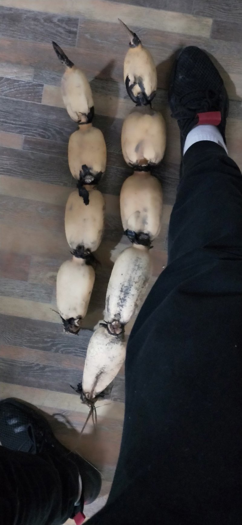 常年大量供应自家莲藕介绍代办都可以