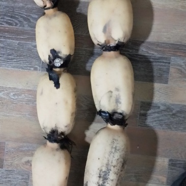 常年大量供应自家莲藕介绍代办都可以