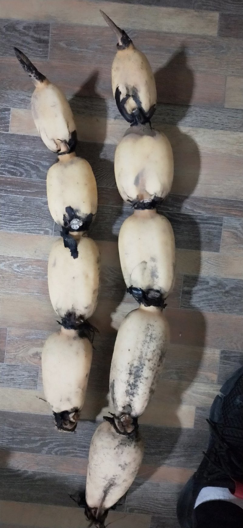 常年大量供应自家莲藕介绍代办都可以