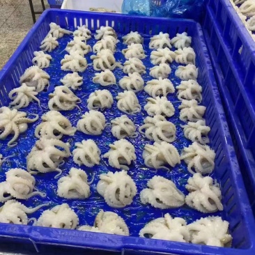 盐磨八爪鱼