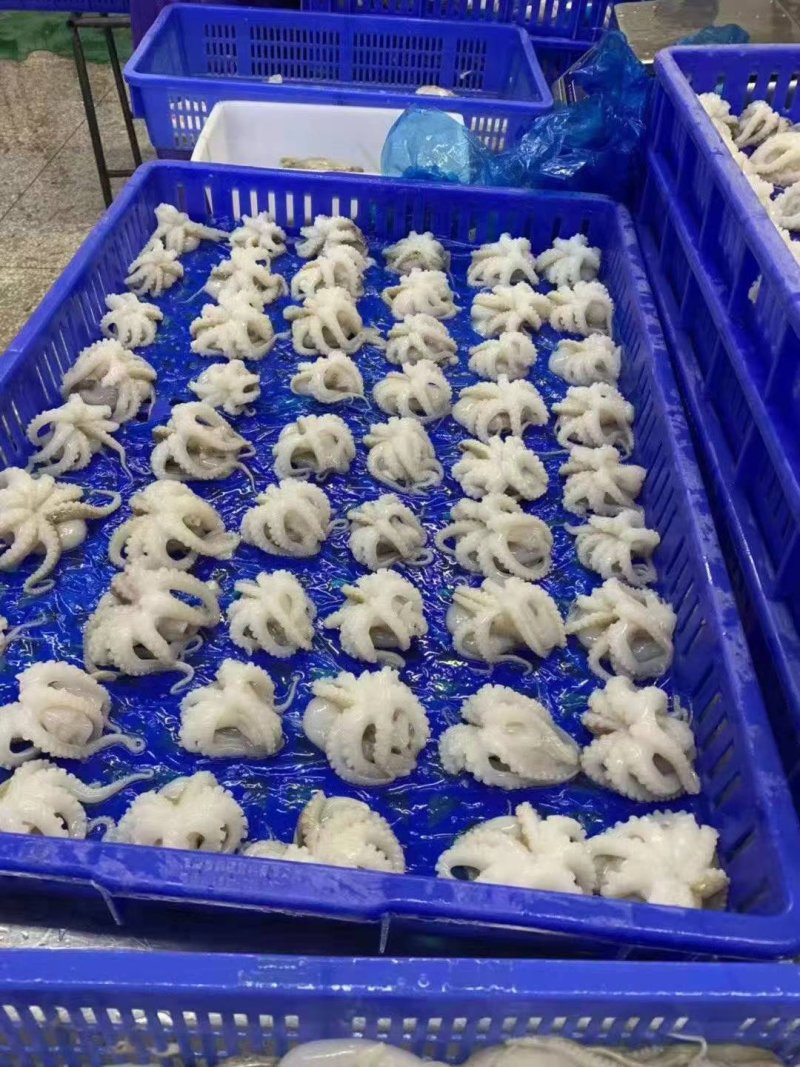盐磨八爪鱼