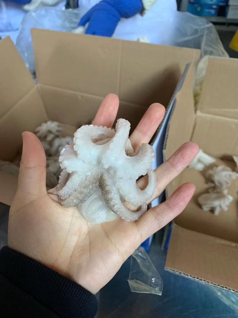 盐磨八爪鱼