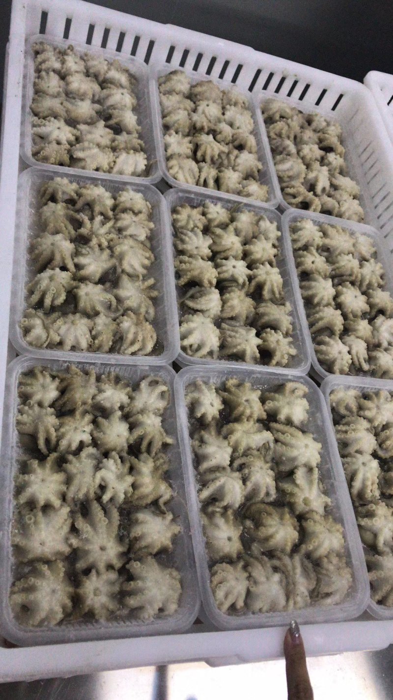 盐磨八爪鱼