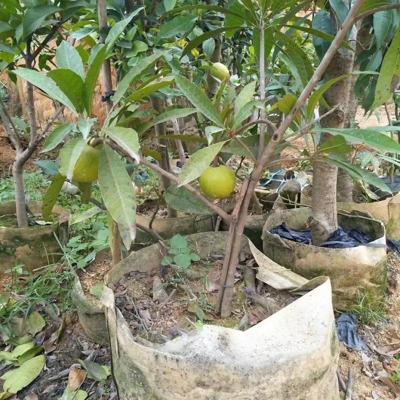 蛋黄果苗2年苗鸡蛋果苗包邮广西蛋黄果苗