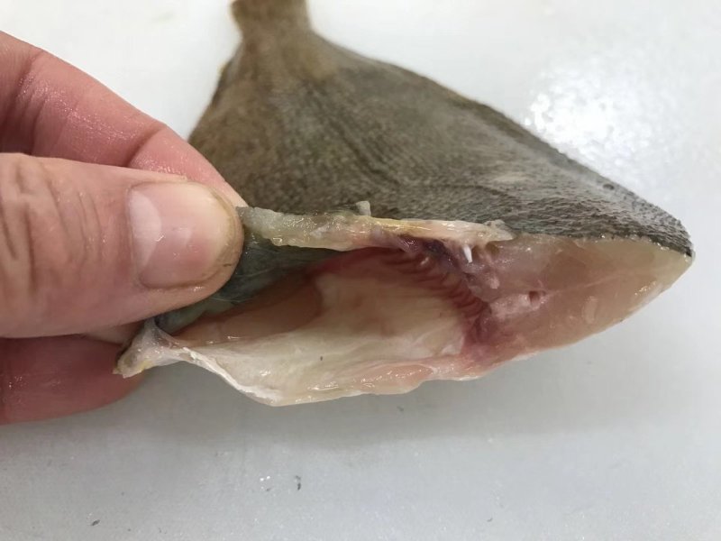 冻鲽鱼