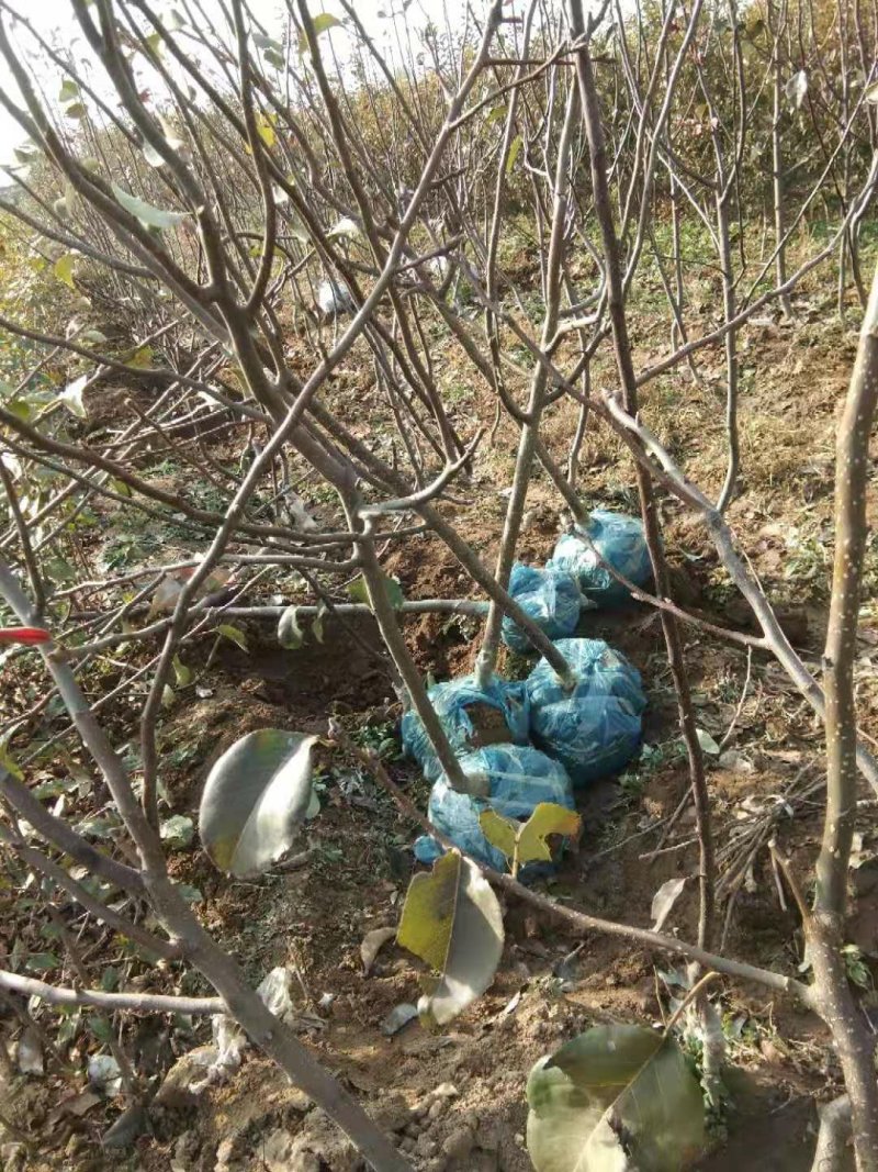 油蟠树苗，油蟠桃树苗，油蟠桃树苗，油蟠桃苗