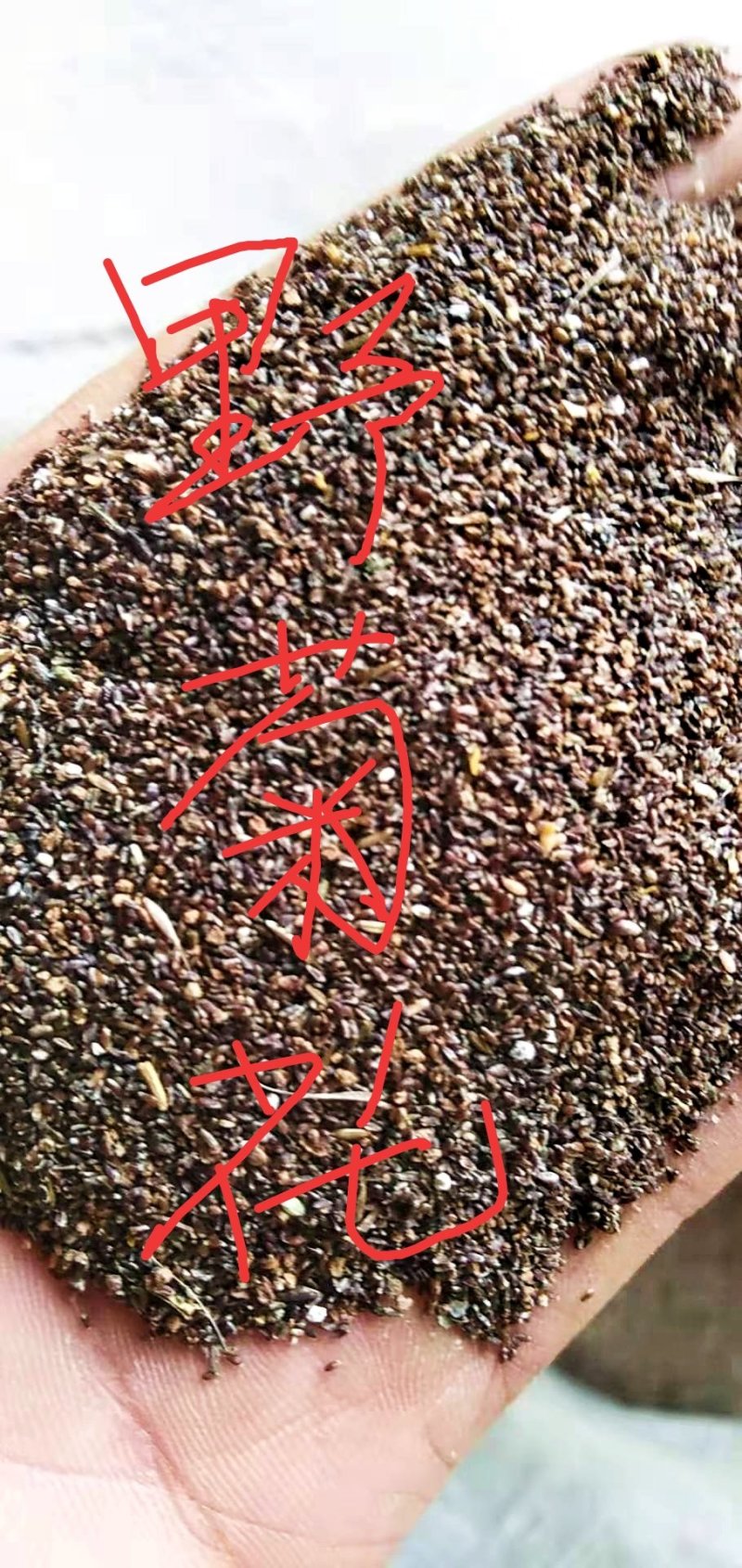 野菊花种子，河南甘野菊种子