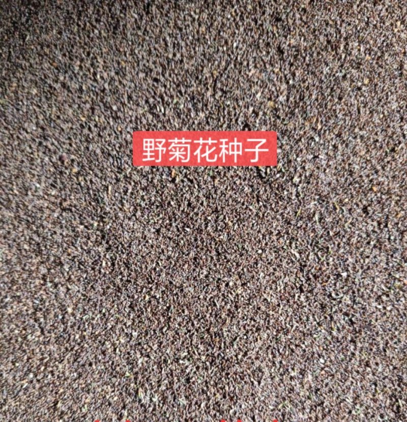野菊花种子，河南甘野菊种子