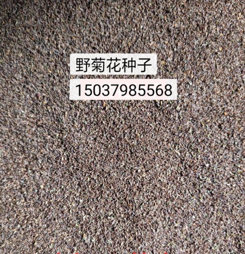 野菊花种子，河南甘野菊种子