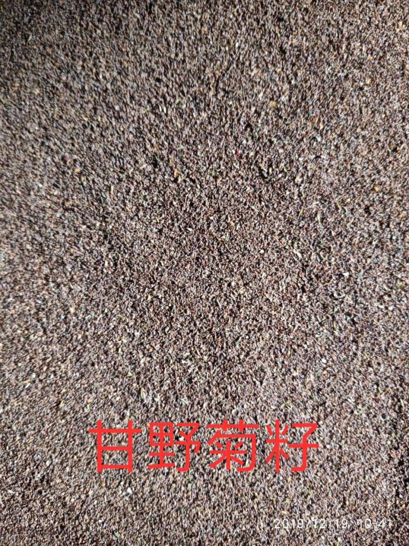 野菊花种子，河南甘野菊种子