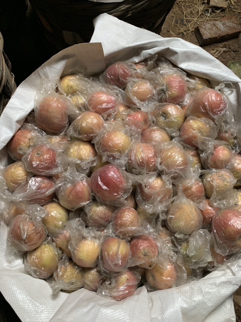 冰糖心的山坡又甜又脆精品红富士苹果果皮光滑颜色好