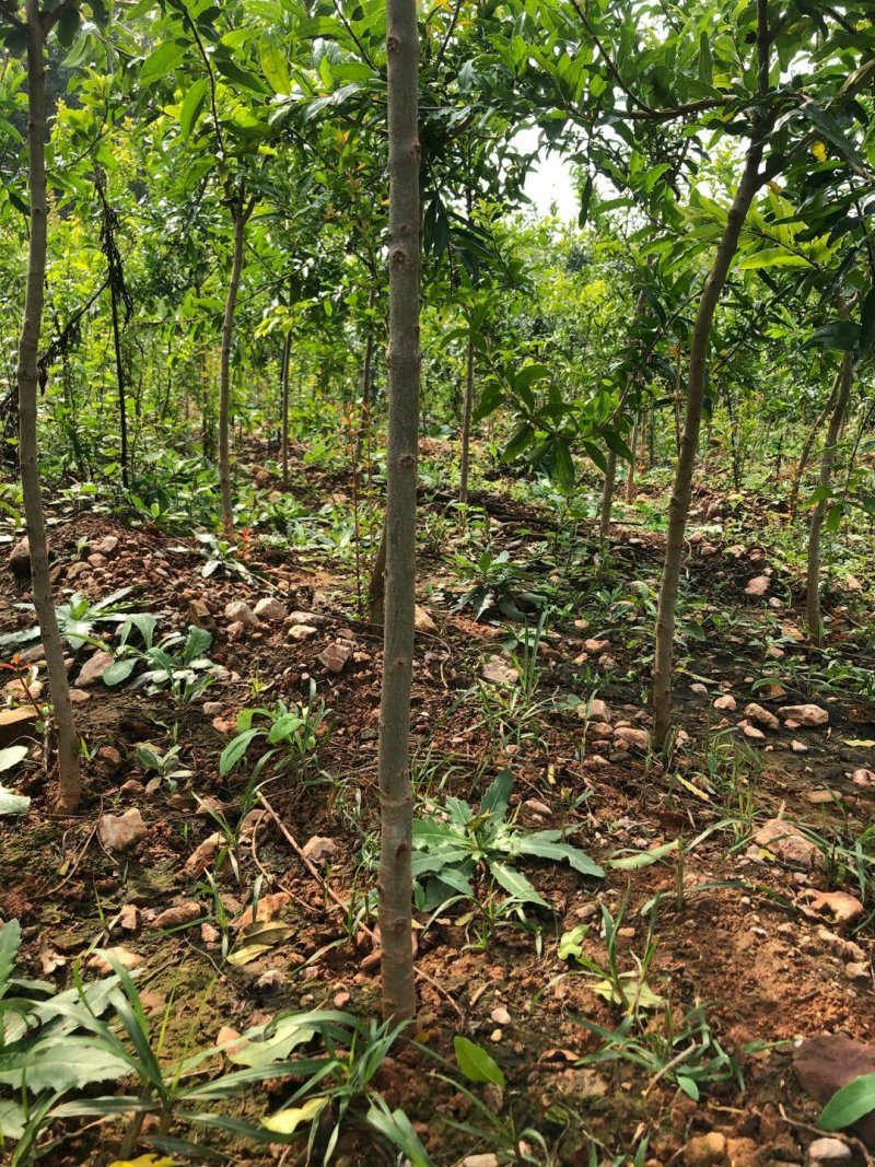 蒙阳红甜石榴树苗石榴树桩石榴盆景
