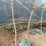 蒙阳红甜石榴树苗石榴树桩石榴盆景