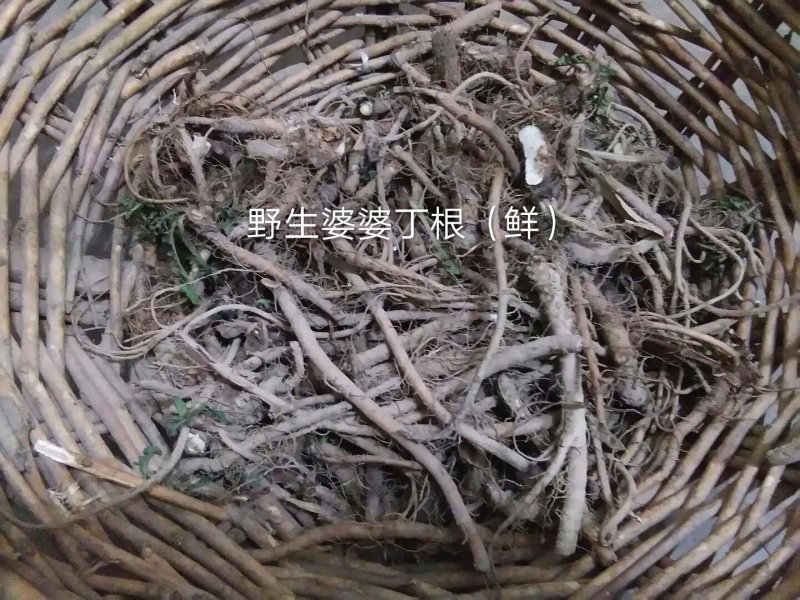 长白山野生婆婆丁根选货