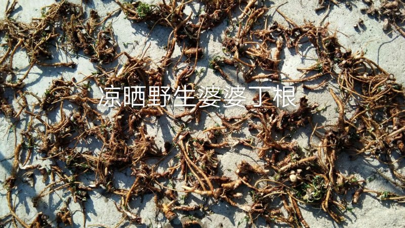 长白山野生婆婆丁根选货