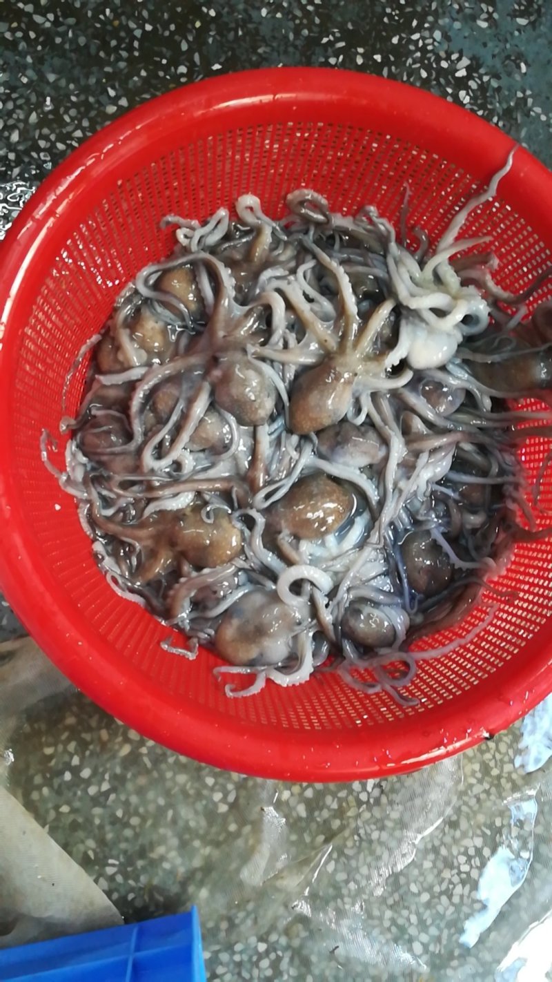 章鱼酒楼货美味送礼高档
