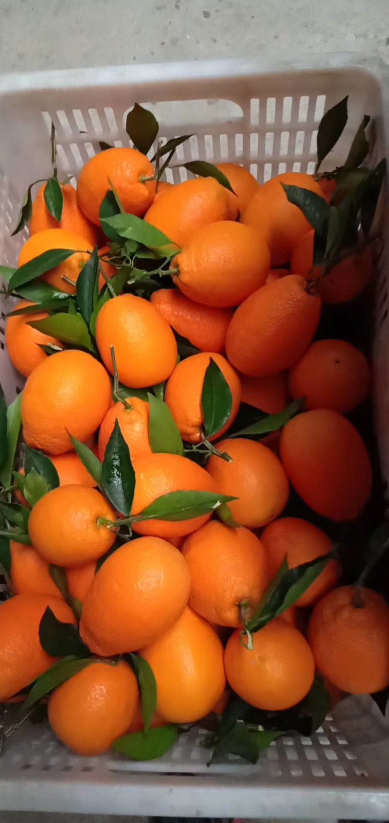 湖北正宗江边长虹纽荷尔脐橙