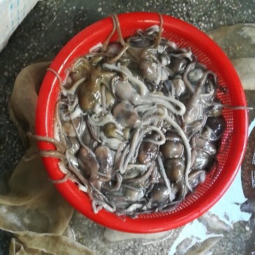 八爪鱼章鱼海产品