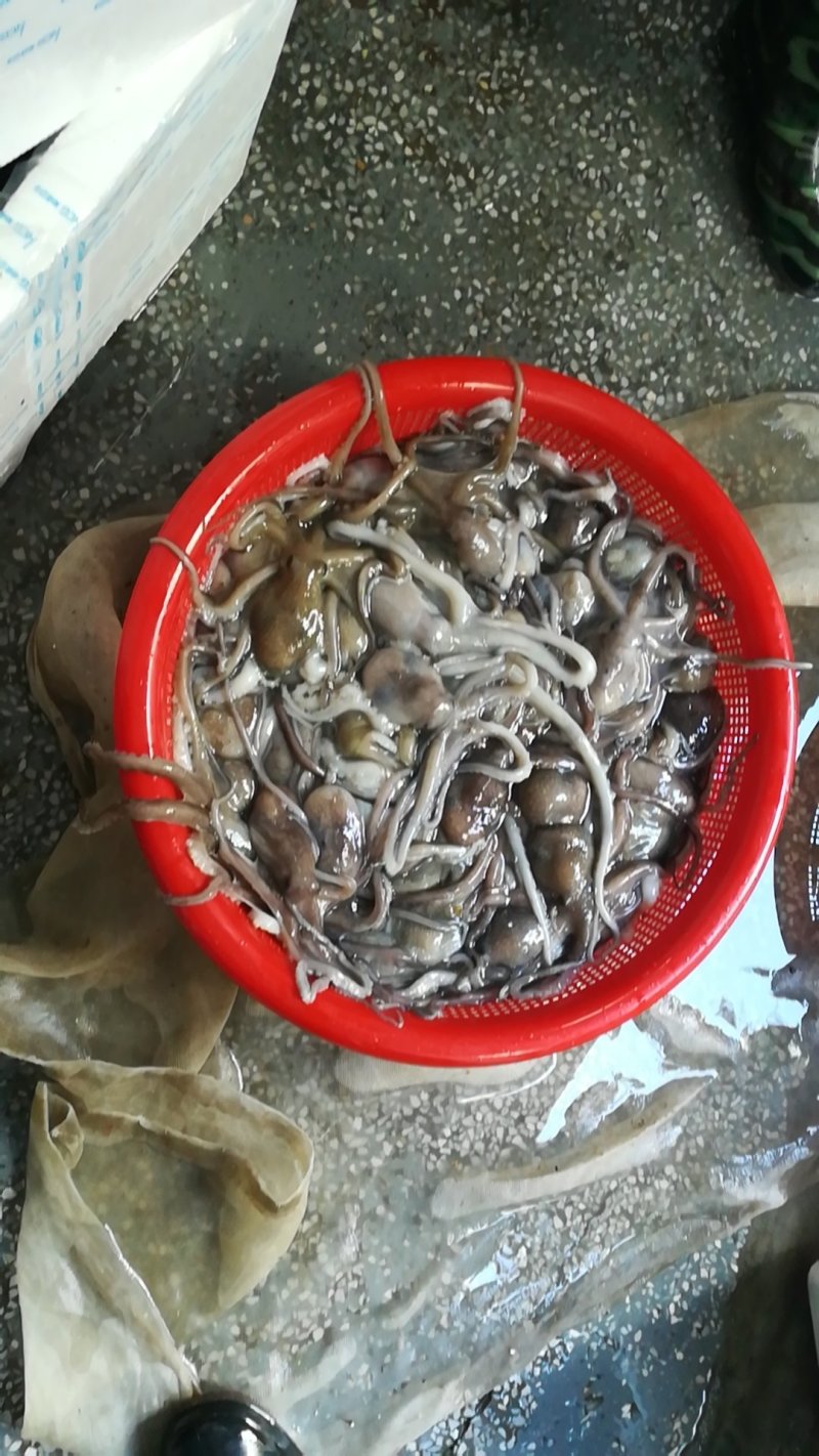 八爪鱼章鱼海产品